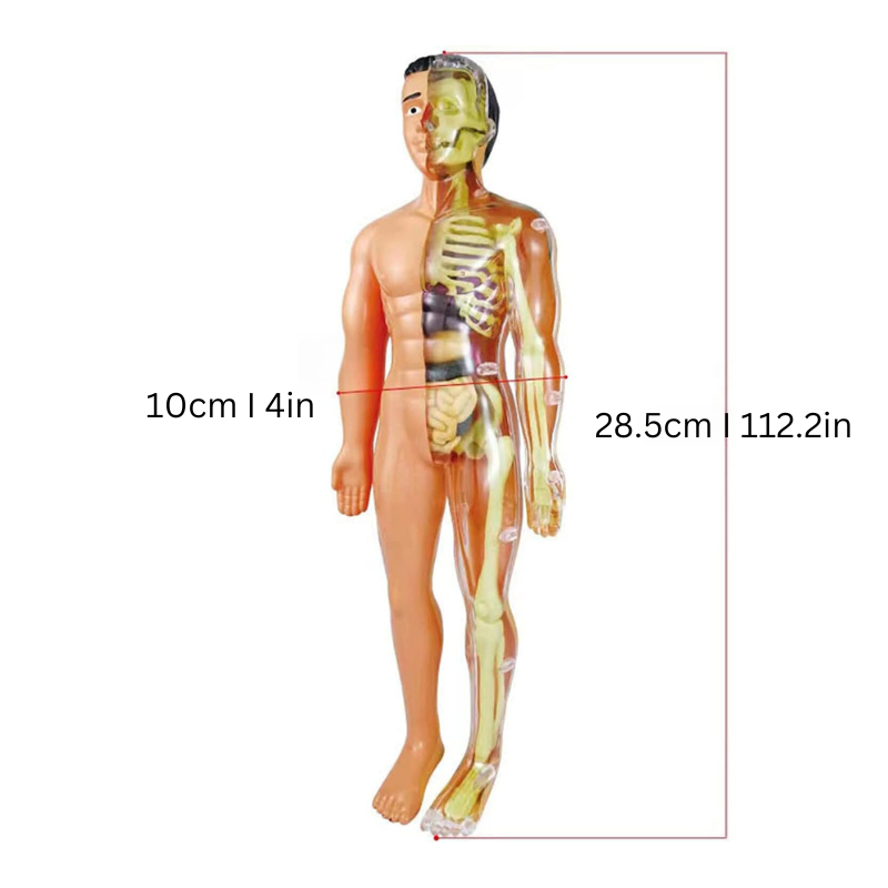 BodyScope